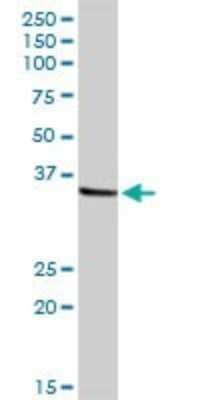 Western Blot: N myc interactor Antibody [H00009111-D01P] - Analysis of NMI expression in human liver.