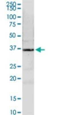Western Blot: N myc interactor Antibody [H00009111-D01P] - Analysis of NMI expression in mouse liver.