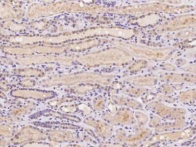 Immunohistochemistry-Paraffin: N4BP2 Antibody [NBP2-98059] - Immunochemical staining of human N4BP2 in human kidney with rabbit polyclonal antibody at 1:100 dilution, formalin-fixed paraffin embedded sections.