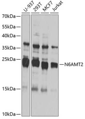Western Blot: N6AMT2 Antibody [NBP2-93077] - Analysis of extracts of various cell lines, using N6AMT2 at 1:1000 dilution.Secondary antibody: HRP Goat Anti-Rabbit IgG (H+L) at 1:10000 dilution.Lysates/proteins: 25ug per lane.Blocking buffer: 3% nonfat dry milk in TBST.Detection: ECL Basic Kit .Exposure time: 10s.