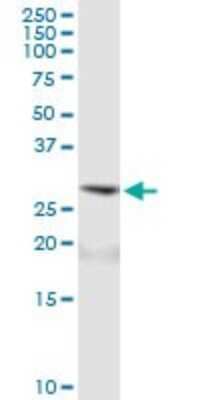 Western Blot: NAA10 Antibody [H00008260-B01P] - Analysis of ARD1A expression in Jurkat.