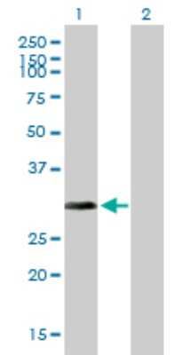 Western Blot: NAA10 Antibody [H00008260-B01P] - Analysis of ARD1A expression in transfected 293T cell line by ARD1A polyclonal antibody.  Lane 1: ARD1A transfected lysate(25.85 KDa). Lane 2: Non-transfected lysate.