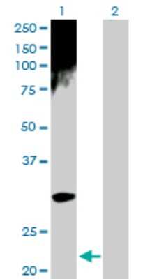 Western Blot: NAA10 Antibody [H00008260-D01P] - Analysis of ARD1A expression in transfected 293T cell line by ARD1A polyclonal antibody.Lane 1: ARD1A transfected lysate(26.50 KDa).Lane 2: Non-transfected lysate.