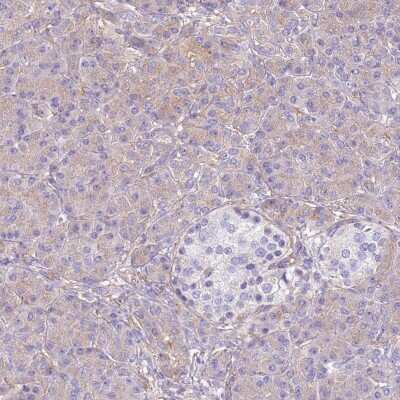 Immunohistochemistry-Paraffin: NAALADase-like 1/NAALADL1 Antibody [NBP2-14584] - Staining of human pancreas shows low expression as expected.