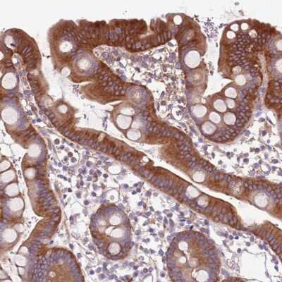 Immunohistochemistry-Paraffin: NAALADase-like 1/NAALADL1 Antibody [NBP2-14584] - Staining of human small intestine shows high expression.