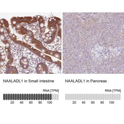 Immunohistochemistry-Paraffin: NAALADase-like 1/NAALADL1 Antibody [NBP2-14584] - Staining in human small intestine and pancreas tissues using anti-NAALADL1 antibody. Corresponding NAALADL1 RNA-seq data are presented for the same tissues.