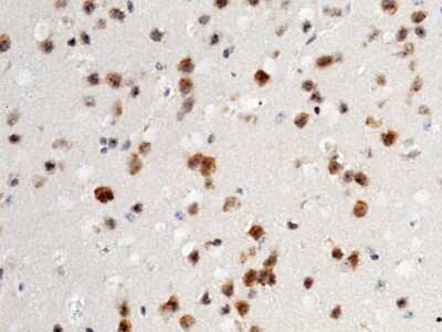 Immunohistochemistry-Paraffin: NAALADase-like 1/NAALADL1 Antibody [NBP2-98362] - Immunochemical staining of mouse NAALADase-like 1/NAALADL1 in mouse brain with rabbit polyclonal antibody (1:1000, formalin-fixed paraffin embedded sections).