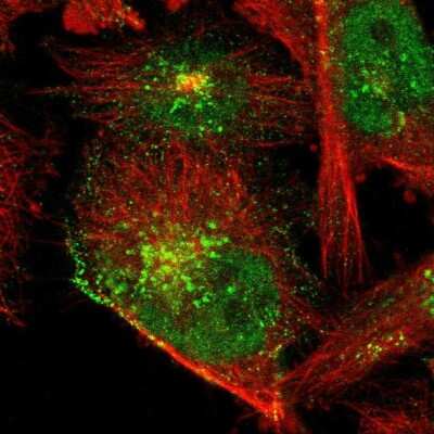 Immunocytochemistry/Immunofluorescence: NAB1 Antibody [NBP1-86163] - Staining of human cell line U-251 MG shows localization to nucleoplasm, plasma membrane & the Golgi apparatus. Antibody staining is shown in green.