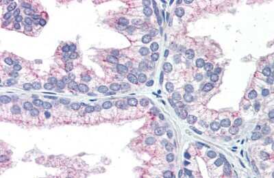 Immunohistochemistry: NAB1 Antibody [NBP2-87876] - Immunohistochemistry with Human Prostate lysate tissue at an antibody concentration of 5.0ug/ml using anti-NAB1 antibody