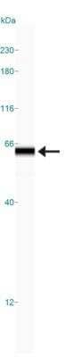 Simple Western NAB1 Antibody