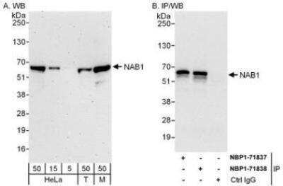 Western Blot NAB1 Antibody