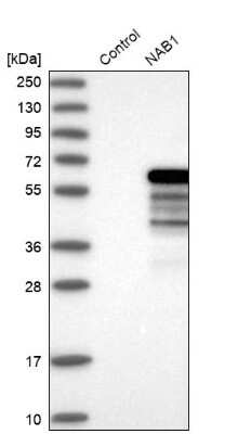 Western Blot: NAB1 Antibody [NBP1-86163] - Analysis in control (vector only transfected HEK293T lysate) and NAB1 over-expression lysate (Co-expressed with a C-terminal myc-DDK tag (3.1 kDa) in mammalian HEK293T cells).