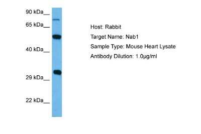 Western Blot: NAB1 Antibody [NBP2-87878] - Host: Rabbit. Target Name: NAB1. Sample Tissue: Mouse Heart lysates. Antibody Dilution: 1ug/ml