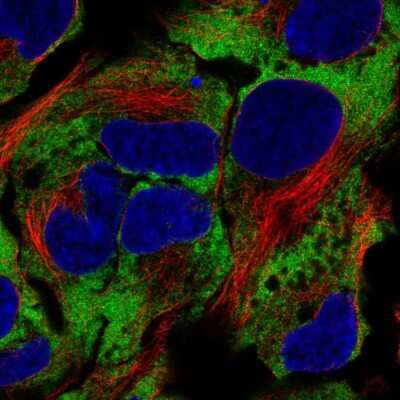 Immunocytochemistry/Immunofluorescence: NACA1 Antibody [NBP2-57786] - Staining of human cell line HEK 293 shows localization to cytosol.