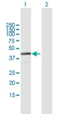 Western Blot: NACA2 Antibody [H00342538-B01P] - Analysis of NACA2 expression in transfected 293T cell line by NACA2 polyclonal antibody.  Lane 1: NACAL transfected lysate(23.65 KDa). Lane 2: Non-transfected lysate.