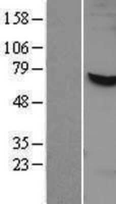 Western Blot: NAE1 Overexpression Lysate (Adult Normal) [NBP2-07938] Left-Empty vector transfected control cell lysate (HEK293 cell lysate); Right -Over-expression Lysate for NAE1.