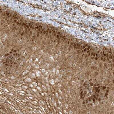 Immunohistochemistry-Paraffin NAF1 Antibody - BSA Free