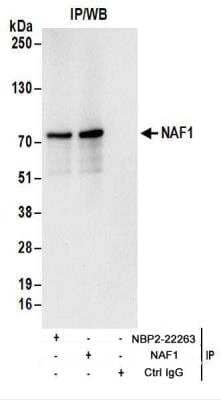 Immunoprecipitation: NAF1 Antibody [NBP2-22263] - Whole cell lysate (1 mg for IP; 20% of IP loaded) from 293T cells.  Antibodies NBP2-22263 used for IP at 6 ug/mg lysate.  NAF1 was also immunoprecipitated by rabbit anti-NAF1 antibody.  For blotting immunoprecipitated NAF1, NBP2-22263 was used at 1 ug/ml.  Detection: Chemiluminescence with an exposure time of 30 seconds.