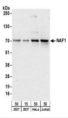 Western Blot: NAF1 Antibody [NBP2-22263] - Whole cell lysate from 293T (15 and 50 ug), HeLa (50 ug), and Jurkat (50 ug) cells.  NBP2-22263 used for WB at 1 ug/ml.  Detection: Chemiluminescence with an exposure time of 30 seconds.