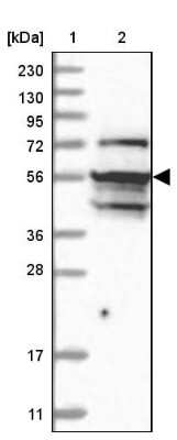 Western Blot NAF1 Antibody - BSA Free