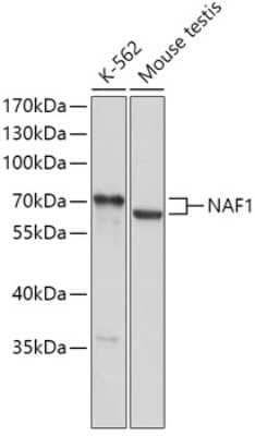 Western Blot: NAF1 Antibody [NBP2-93047] - Analysis of extracts of various cell lines, using NAF1 at 1:1000 dilution.Secondary antibody: HRP Goat Anti-Rabbit IgG (H+L) at 1:10000 dilution.Lysates/proteins: 25ug per lane.Blocking buffer: 3% nonfat dry milk in TBST.Detection: ECL Basic Kit .Exposure time: 60s.
