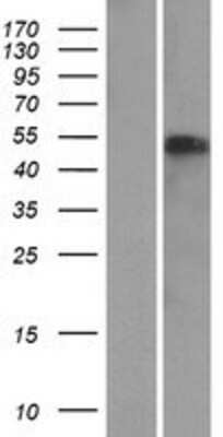 Western Blot NAF1 Overexpression Lysate