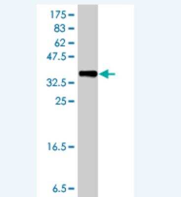 Western Blot: NAG Antibody [H00051594-A01] -  Detection against Immunogen (37.11 KDa) .
