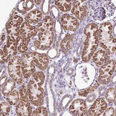 Immunohistochemistry NAGPA Antibody - BSA Free