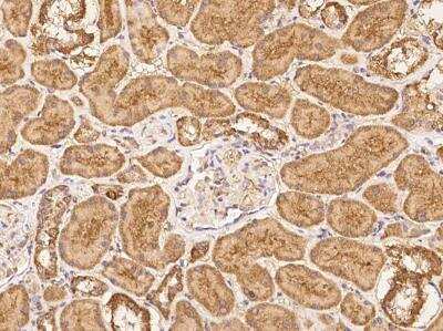 Immunohistochemistry-Paraffin NAGPA Antibody - BSA Free