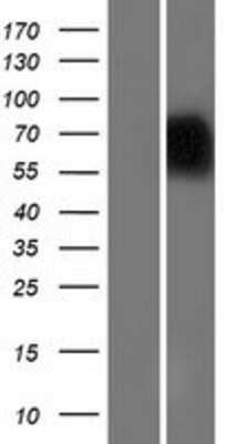 Western Blot NAGPA Overexpression Lysate