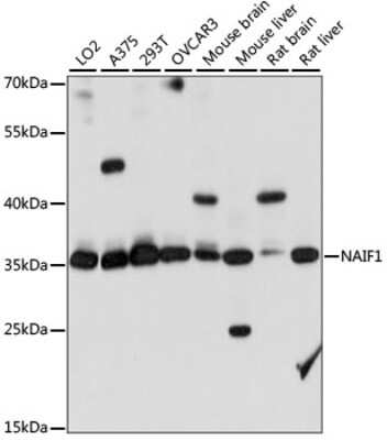Western Blot NAIF1 Antibody - Azide and BSA Free