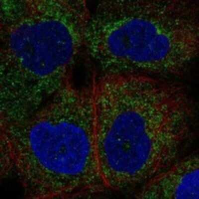 Immunocytochemistry/ Immunofluorescence NALP4 Antibody