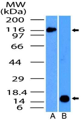 Western Blot NALP4 Antibody