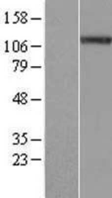 Western Blot NALP4 Overexpression Lysate