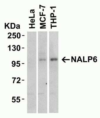 Western Blot NALP6 Antibody - BSA Free