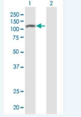 Western Blot NALP8 Antibody