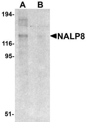 Western Blot NALP8 Antibody - BSA Free