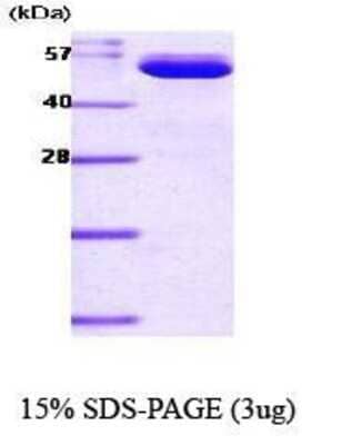 SDS-Page: NAMPT Protein [NBC1-18474] - Visfatin, 57 kDa (511 aa) , confirmed by MALDI-TOF with a purity of 90% by SDS - PAGE