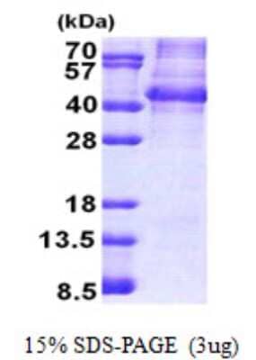 SDS-Page: NANOGP8 Protein [NBP2-23270]