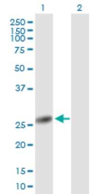Western Blot: NANP Antibody [H00140838-B01P] - Analysis of NANP expression in transfected 293T cell line by NANP polyclonal antibody.  Lane 1: NANP transfected lysate(27.28 KDa). Lane 2: Non-transfected lysate.