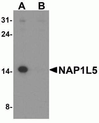 Western Blot NAP1L5 Antibody - BSA Free