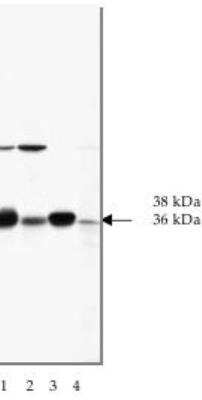 Western Blot: NAPA Antibody (16D1) [NBP2-66630] - Western blot (10% SDS-PAGE) of chicken brain (lane 1), chicken kidney (lane 2), rat brain (lane 3) and rat kidney (lane 4) probed with NAPA antibody clone 16D1 at 0.2 ug/mL.