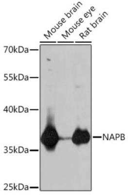 Western Blot NAPB Antibody - Azide and BSA Free