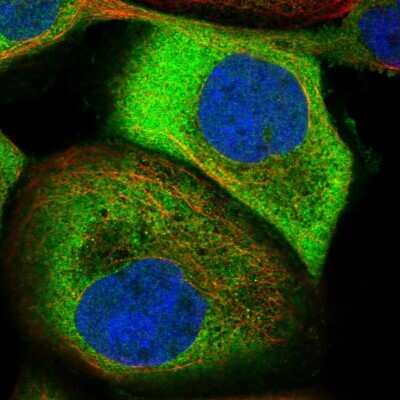 Immunocytochemistry/ Immunofluorescence NAPE-PLD Antibody