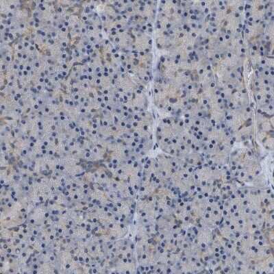 Immunohistochemistry-Paraffin: NAPE-PLD Antibody [NBP1-88248] - Staining of human pancreas shows low positivity in exocrine glandular cells as expected.