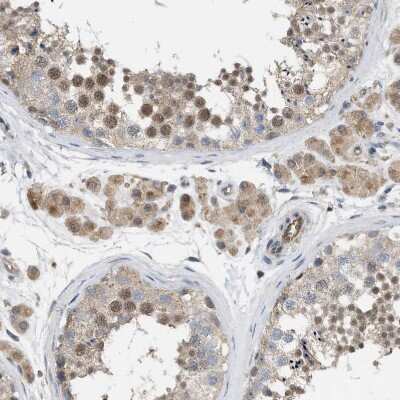 Immunohistochemistry-Paraffin: NAPE-PLD Antibody [NBP1-88248] - Staining of human testis shows moderate nuclear positivity in cells in seminiferous ducts.