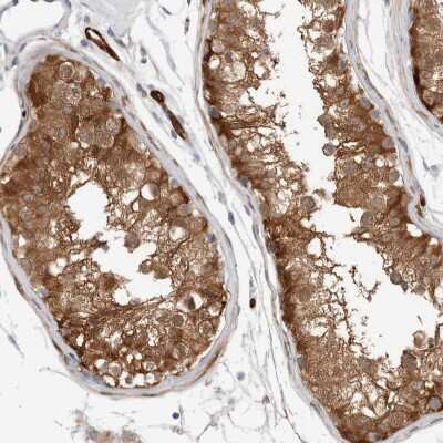 Immunohistochemistry-Paraffin: NAPE-PLD Antibody [NBP2-48571] - Staining of human testis shows moderate granular cytoplasmic positivity in cells in seminiferous ducts.