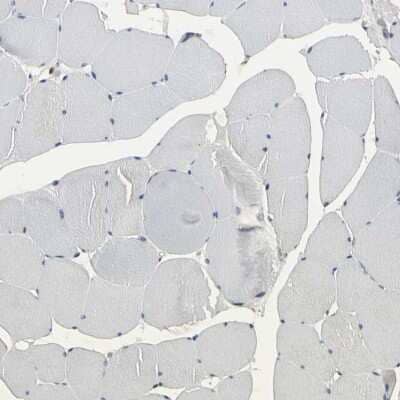 Immunohistochemistry-Paraffin: NAPG Antibody [NBP1-86491] - Staining of human skeletal muscle shows low expression as expected.