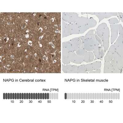 <b>Orthogonal Strategies Validation. </b>Immunohistochemistry-Paraffin: NAPG Antibody [NBP1-86491] - Staining in human cerebral cortex and skeletal muscle tissues using anti-NAPG antibody. Corresponding NAPG RNA-seq data are presented for the same tissues.