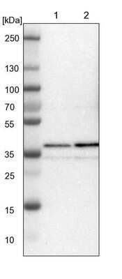 Western Blot: NAPG Antibody [NBP1-86101] - Lane 1: NIH-3T3 cell lysate (Mouse embryonic fibroblast cells). Lane 2: NBT-II cell lysate (Rat Wistar bladder tumor cells).